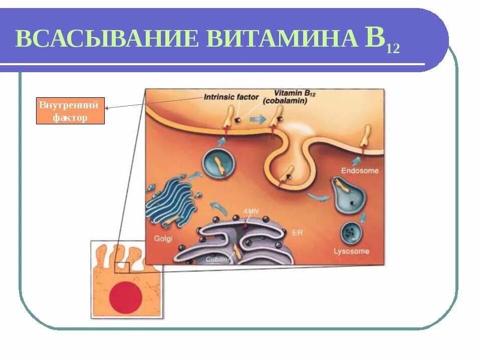 Где всасываются витамины. Всасывание витаминов в кишечнике. Витамины всасываются в. Всасывание витамина а схема. Витамины всасывание организмом.