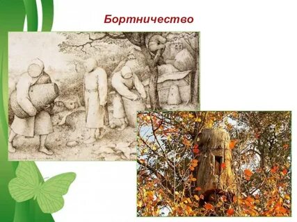 Бортничество в жизни средневековой руси