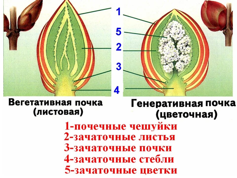 Строение вегетативной почки. Строение вегетативной и генеративной почки. Строение генеративной цветочной почки. Строение генеративной почки.