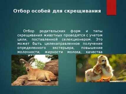 Отбор особей