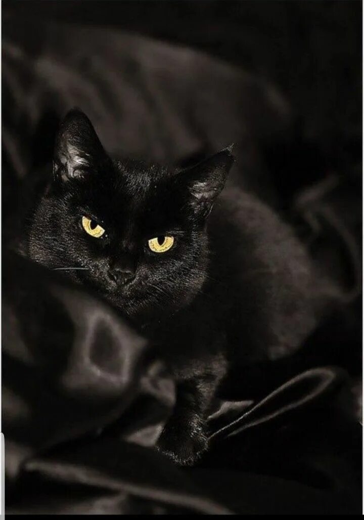 Черные любой. Чёрный котик. Черный. Красивый черный цвет. Гордый черный кот.
