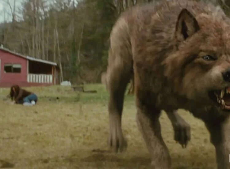 Сумерки Джейкоб волк. Сумерки сага новолуние Джейкоб волк. Полный рост волк Джейкоб. Сумерки Джейкоб волк в полный рост.