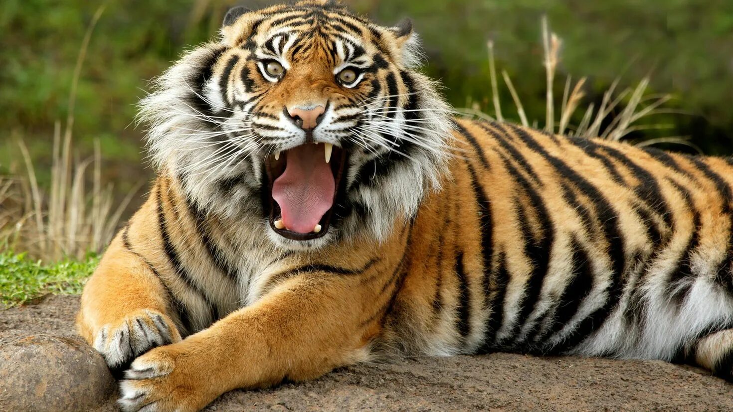 Тигр. Животные тигр. Малайский тигр. Морда тигра.