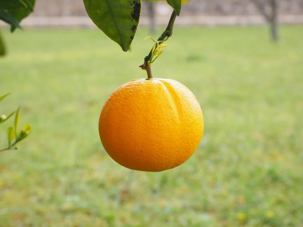 Картинки апельсин. Цитрусовое дерево апельсин. Плод апельсина. Апельсины с листом. Мандарины с листом.