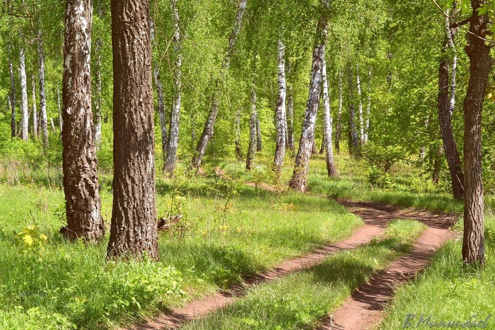 Леса россии лето. Природа лес средняя полоса России. Лес средней полосы России. Пейзажи средней полосы России. Летний лес.