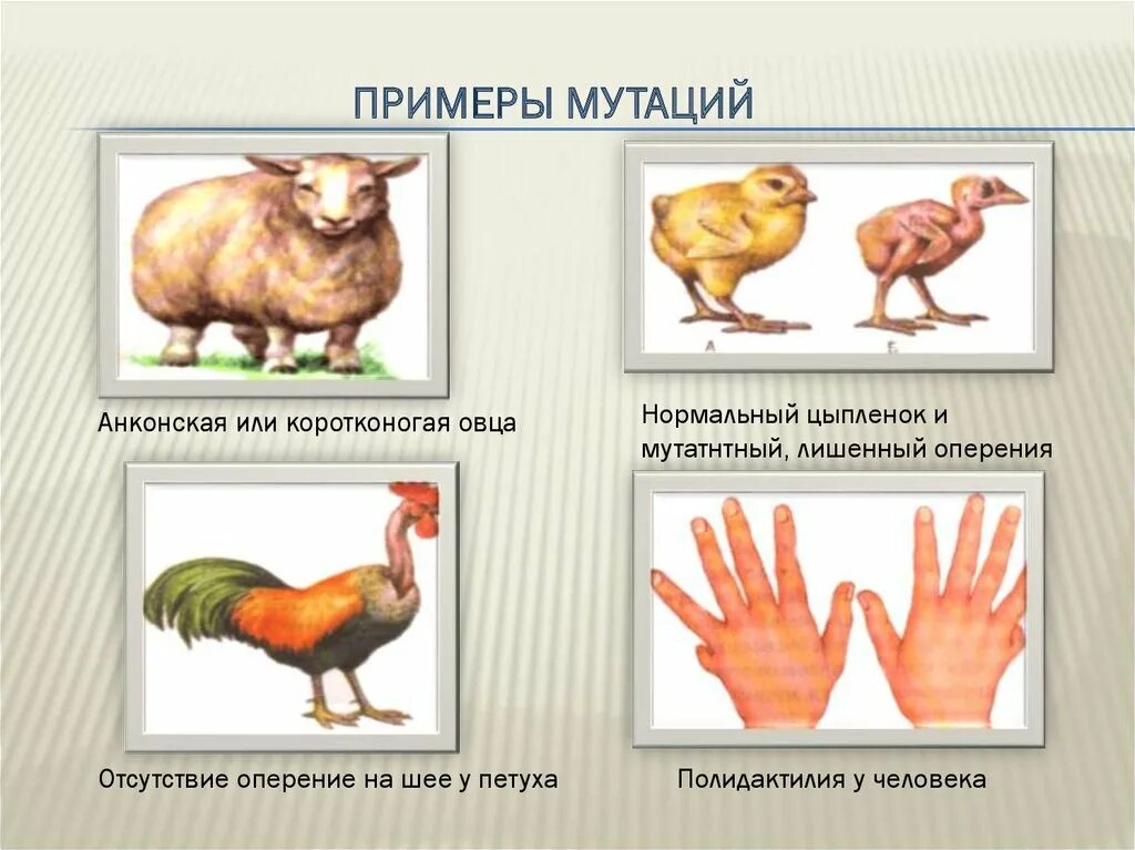 Постоянным источником наследственной изменчивости. Мутационная изменчивость примеры. Мутационная наследственная изменчивость человека. Вид изменчивости генной мутации. Примеры мутационнаяизменчивости.