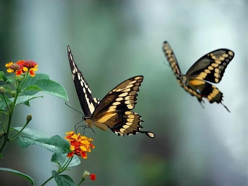 День изучения бабочки. Бабочки. Бабочка в полете. Бабочки в природе. Порхающие бабочки.
