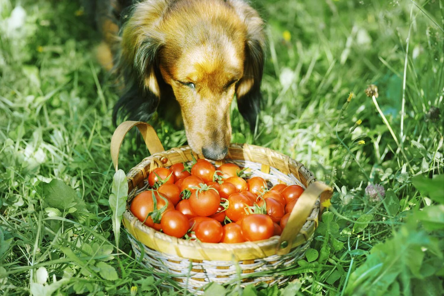 Можно ли давать собаке капусту. Собака ест помидоры. Собака помидор. Собака и томат. Помидоры с животными.