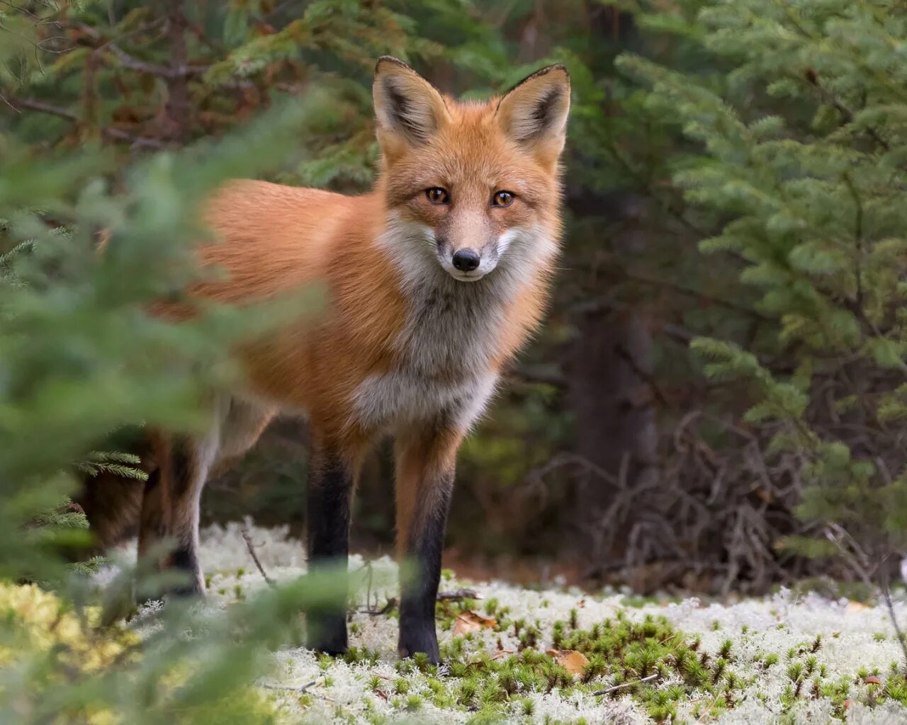 Животные леса. Лиса. Звери леса. Лис в лесу. Fox look