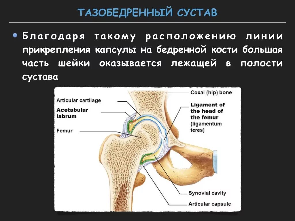 Тазобедренный сустав соединение. Анатомическая структура тазобедренного сустава. Связки тазобедренного сустава топографическая анатомия. Строение тазобедренного сустава схема. Тазобедренный сустав строение анатомия человека.