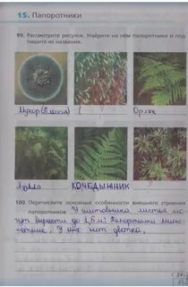 Решение по биологии 5