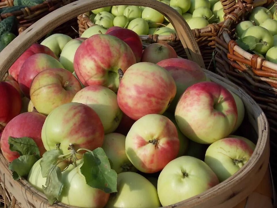 Яблоки разложили по 3 кг. Яблоня радость. Сорт яблок радость дачника. Аленкина радость яблоня. Яблонька вся увешана яблоками.