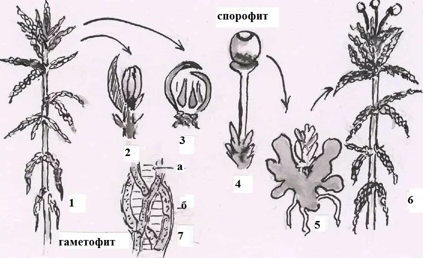 Цикл развития мха сфагнума. Мох сфагнум спорофит. Гаметофит мха сфагнума. Спорофит сфагнума. Рисунок женского гаметофита