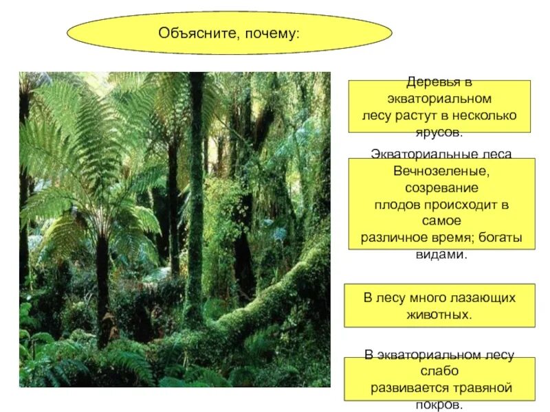 Экваториальные леса признаки