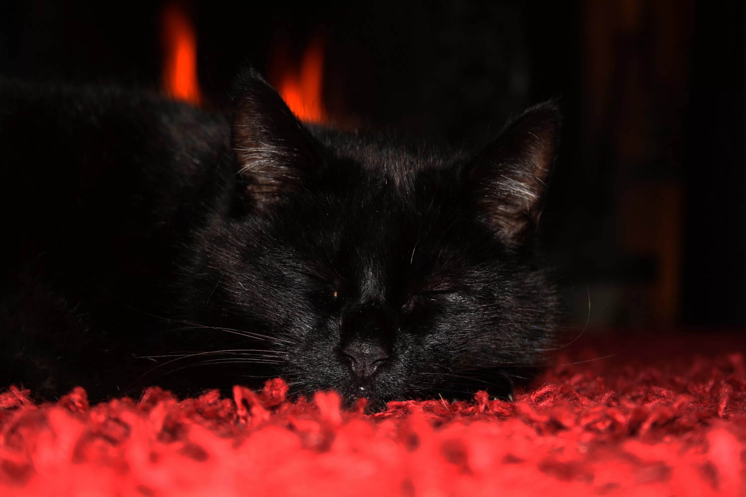 Чёрный кот. Черные коты. Красный кот. Красный котенок.