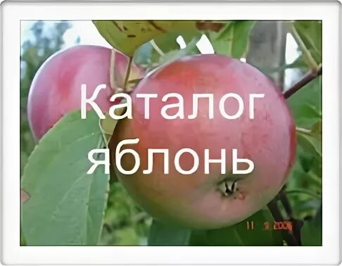 Энгельсский питомник саженцев. Гагаринский Плодопитомник каталог. Энгельсский Плодопитомник. Гагаринский Плодопитомник каталог саженцев. Плодопитомник ляхи.