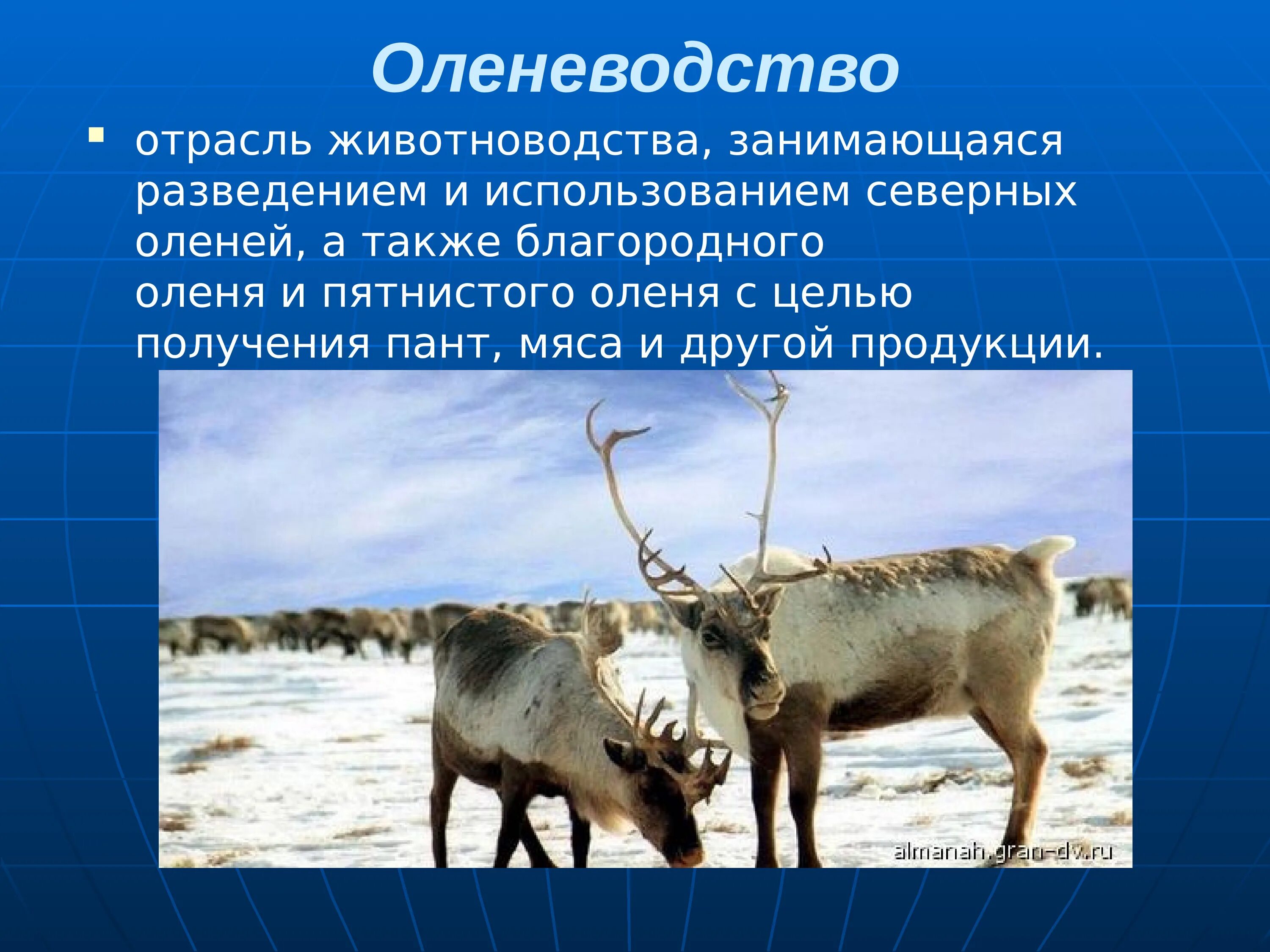 Оленеводство отрасль животноводства. Оленеводство презентация. Отрасль сельского хозяйства оленеводство. Животноводство слайд. Оленеводство сообщение