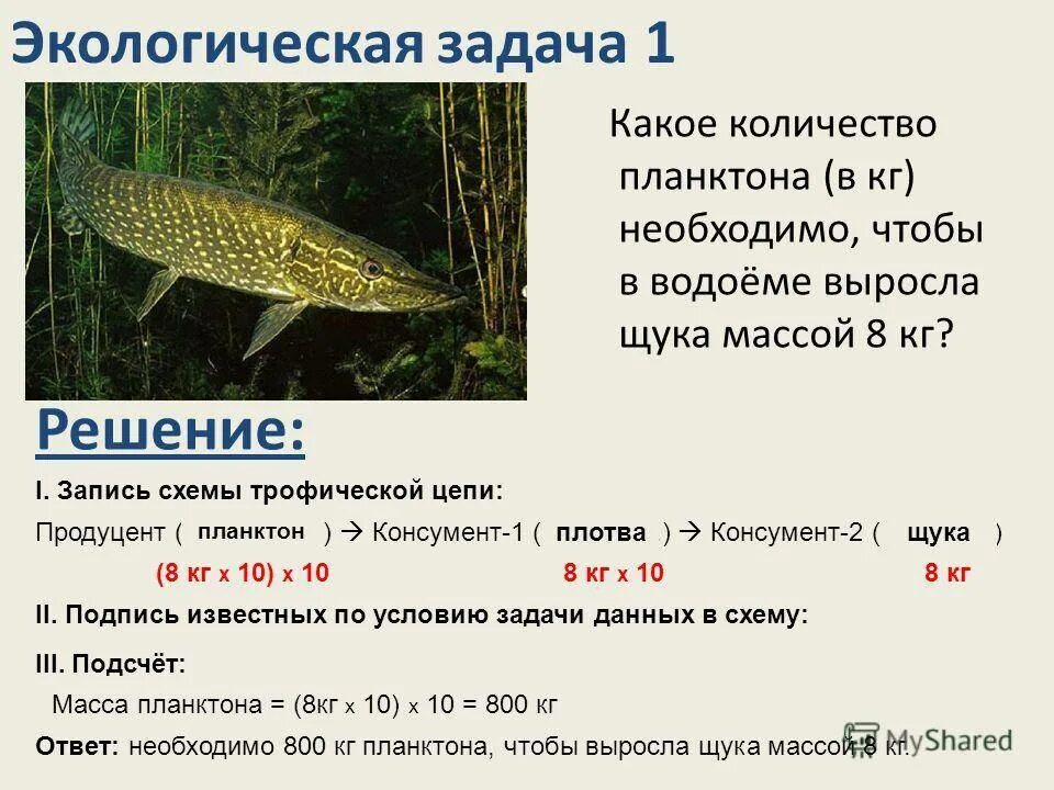 Численность щуки в водоемах