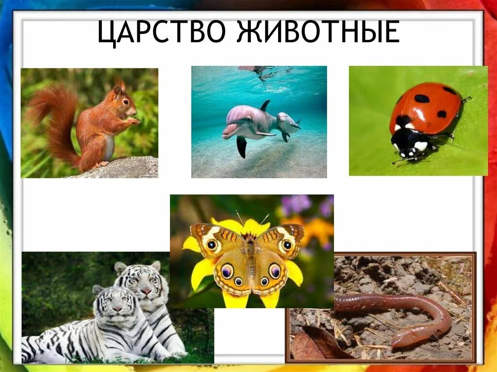 Скачай царство животных. В царстве животных. признаки животных. царство животные признаки. царство зверей.