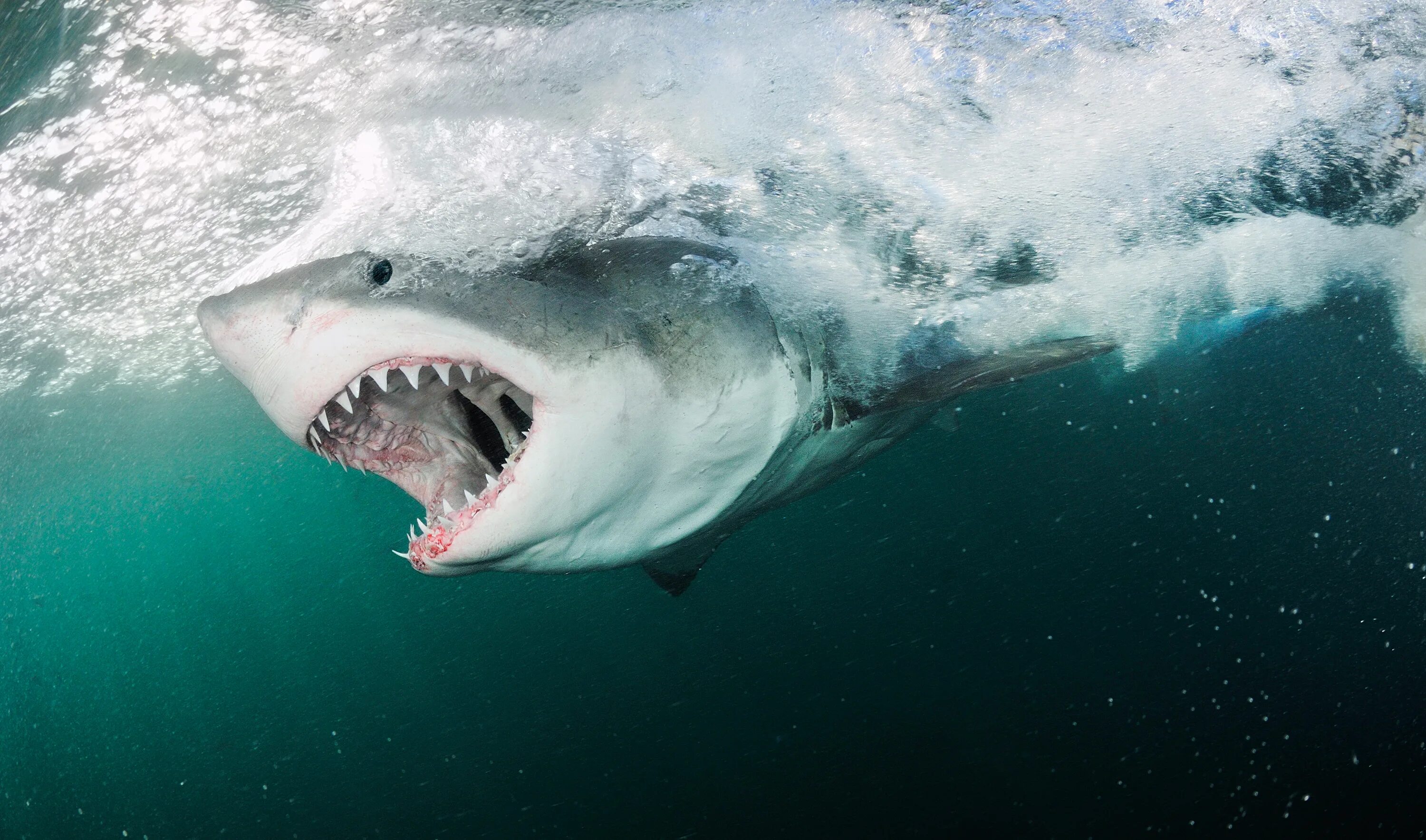 Какую скорость развивает белая акула. Акула мако скорость. Акулы мако в черном море. Большая белая акула. Белая акула с открытой пастью.