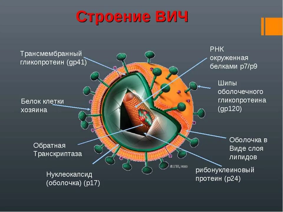 Строение вич. Строение вириона ВИЧ. Строение вируса ВИЧ инфекции. Строение клетки вируса ВИЧ. Состав вириона ВИЧ.