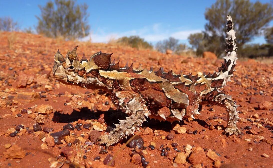 Ящерица молох (moloch horridus). Молох животное австралии. Животные пустыни молох ящерица. Животные пустынь австралии. Alice springs desert park алис-спрингс.