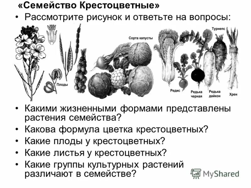 Какого значение крестоцветных растений в жизни человека. Формы семейства крестоцветных. Капустные жизненные формы. Жизненные формы крестоцветных. Форма крестоцветных растений.