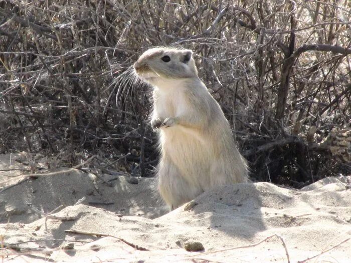  большая песчанка (rhombomys opimus). Большая песчанка. Большая песчанка. Краснохвостая песчанка. Песчанка ченга.