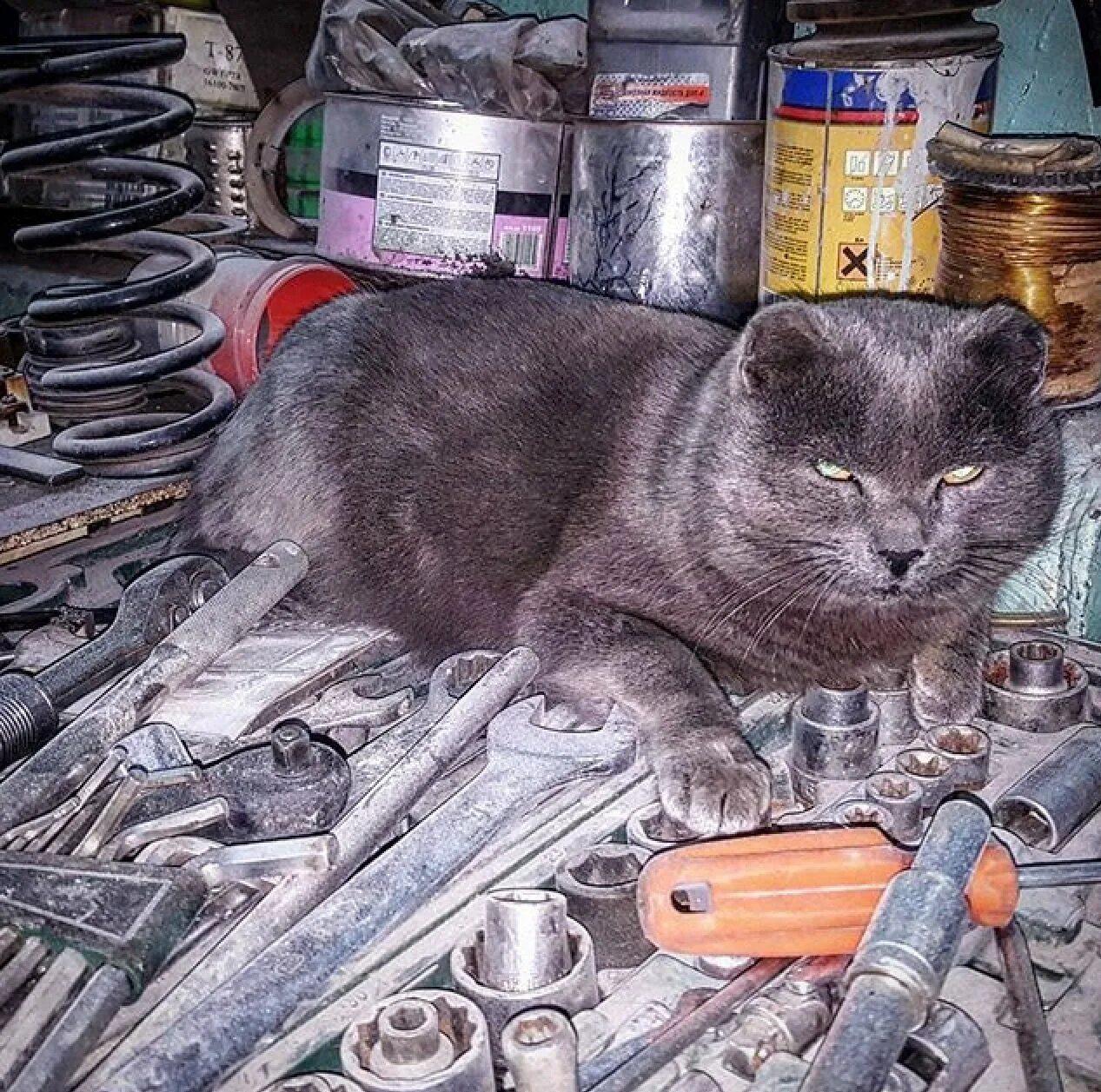 Котэ новый гараж. Котэ новый гараж. Кот интервью. Кот в гараже. Котэ новый гараж.