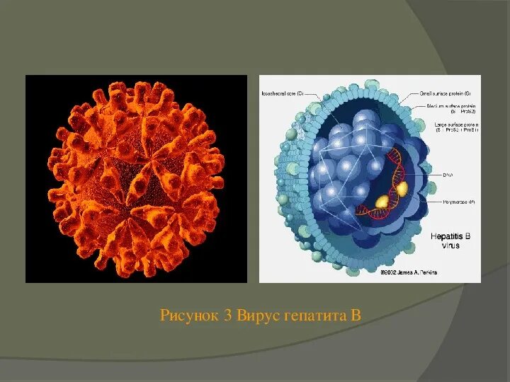Гепатит д профилактика. Строение вируса гепатита в. Структура вируса гепатита в. Гепатит с строение. Строение вируса гепатита б.