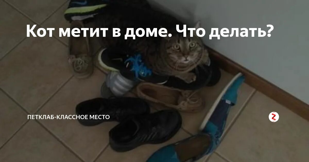 Чтобы кот не метил в. Кот метит в доме. кот метит дома что делать. что делать если кот метит. кот начал метить в квартире что делать.