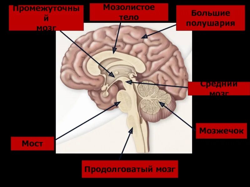 Большое полушарие мозолистое тело мост гипоталамус. Строение мозолистого тела. Мозолистое тело мозга. Мозолистое тело среднего мозга. Продолговатый мозг,мост,средний мозг, мозжечок,промежуточный.