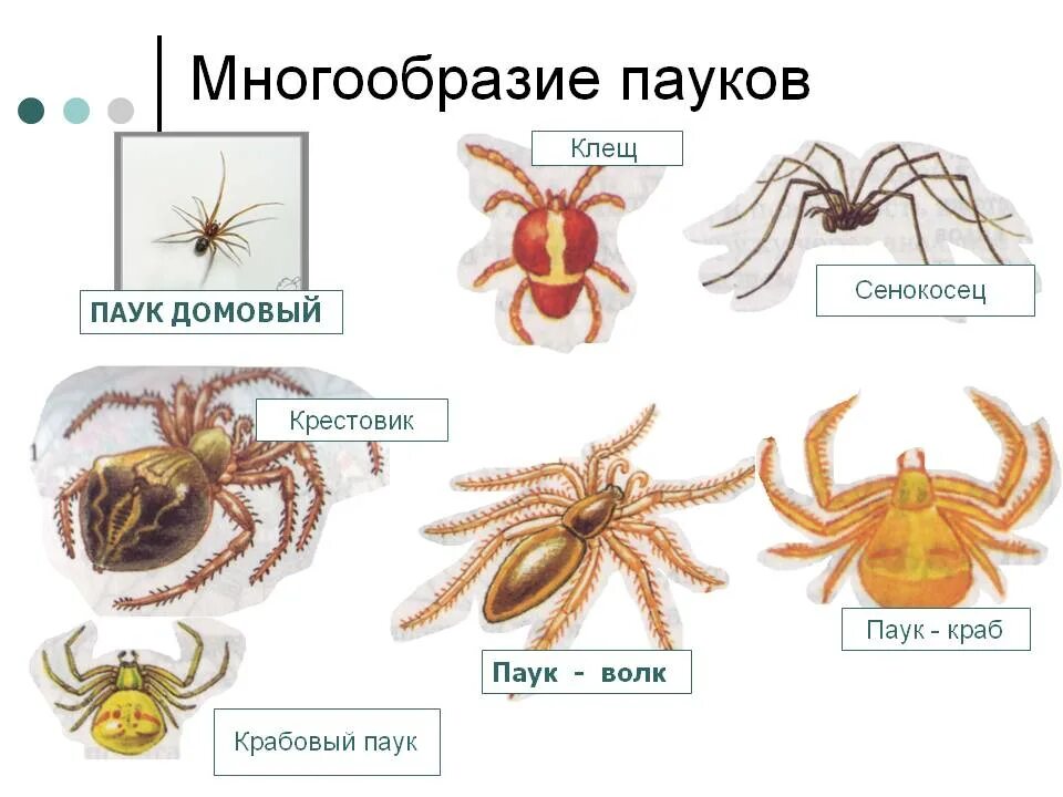 Виды паукообразных. Многообразие паукообразных. пауки разнообразие. пауки представители. паукообразные названия.