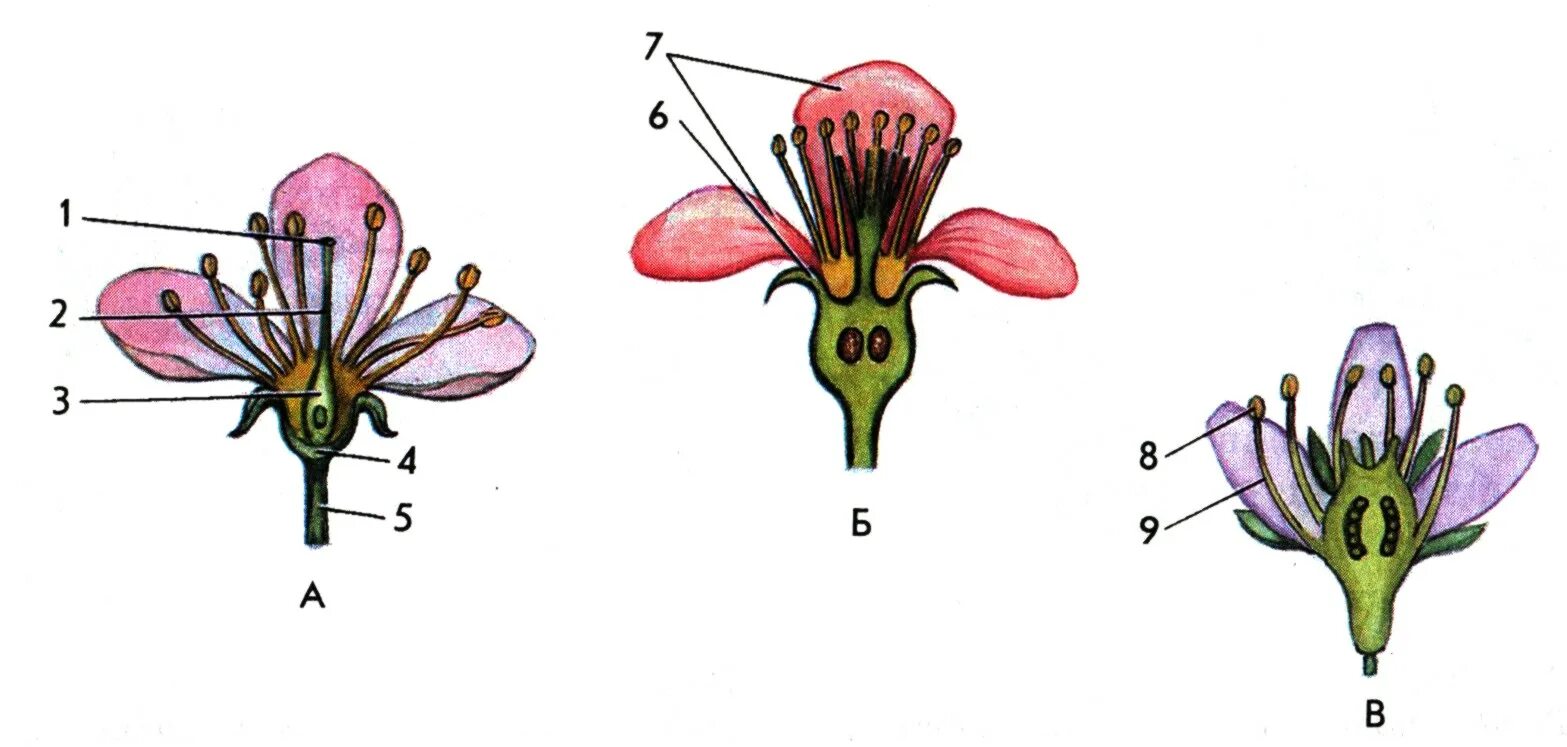 Нижняя расширенная часть пестика. Цветоложе яблони. Цветоложе шиповника. Цветоложе фиалки. Тычинки и пестики шиповника.