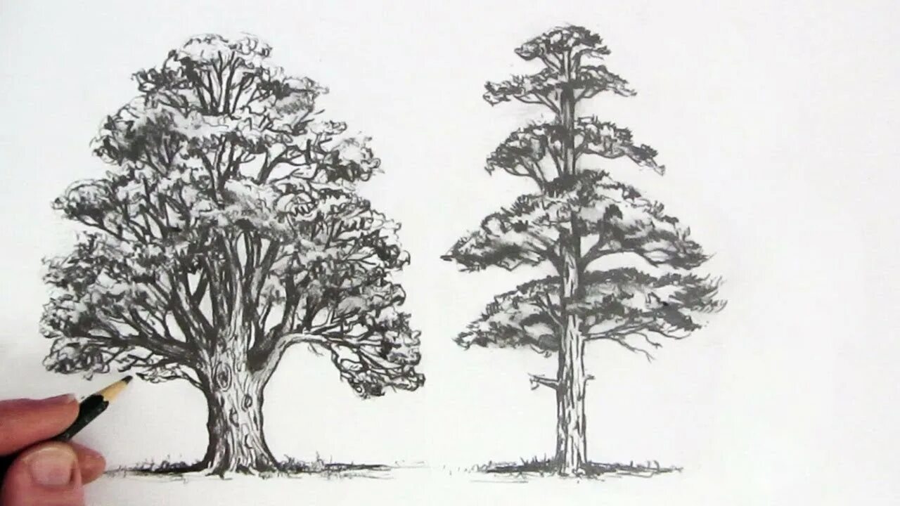 Рисунок дерева 6 класс изо. Зарисовки деревьев. рисование деревьев карандашом. дерево рисунок карандашом. красивое дерево карандашом.