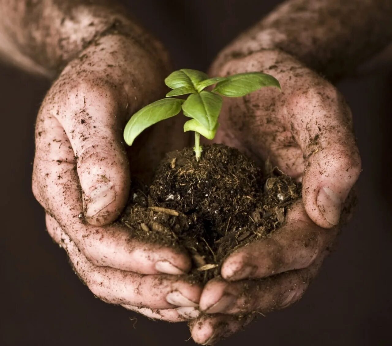 Земля почва. Плодородие чернозема. Сохранение почв. Исследование почвы на плодородие. Земля почва.