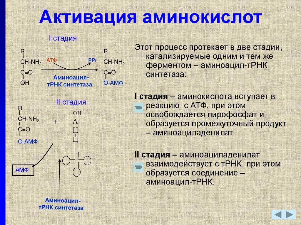 Матричная атф. Активация аминокислот для синтеза белка. Синтез белка активизация аминокислот. Реакция активации аминокислот. Реакцию активации аминокислот биохимия.