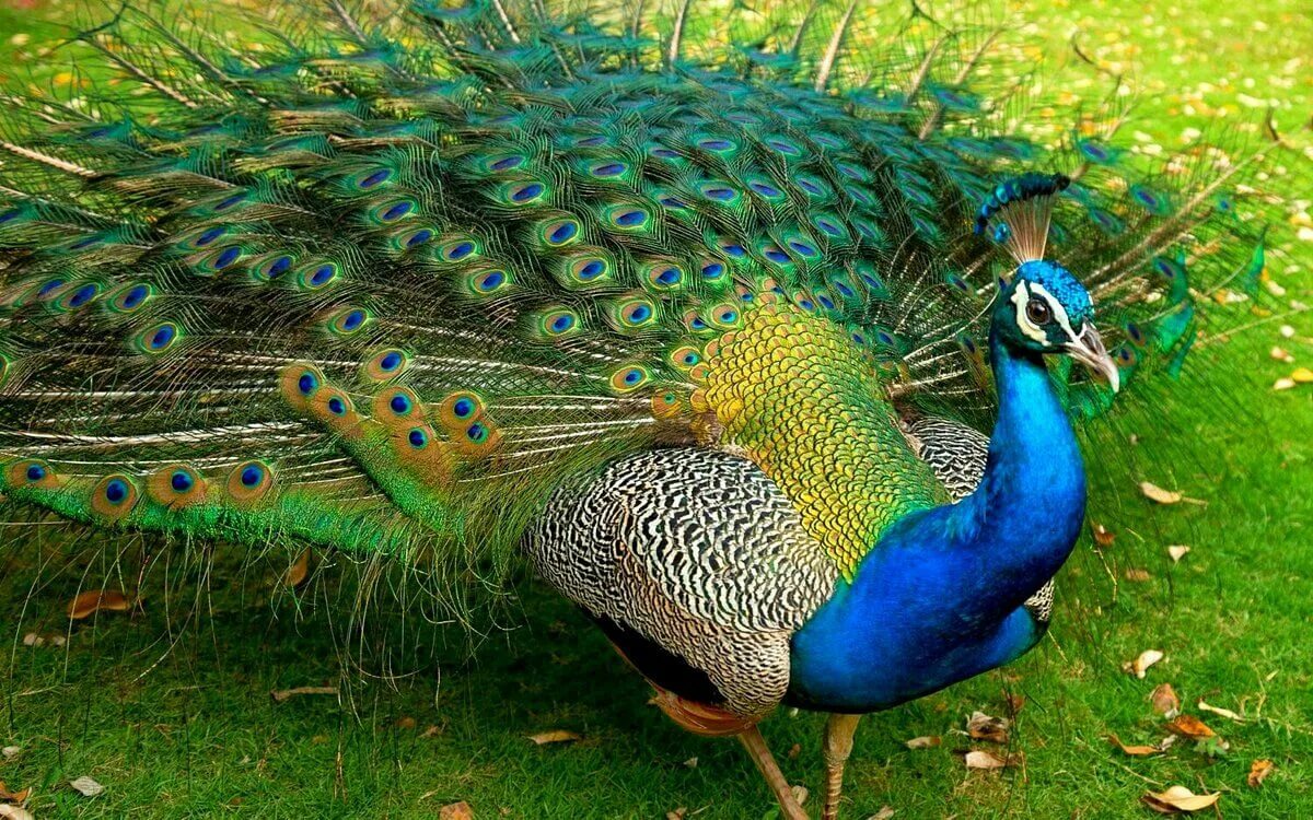 Павлин какое животное. Черноплечий павлин. павлиний фазан (polyplectron bicalcaratum). обыкновенный павлин самка. синекрылый павлин.