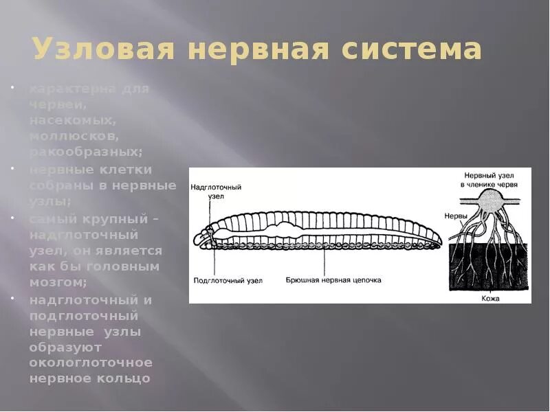 Диффузная нервная система характерна для животных типа. Нервная система узлового типа. Нервная система узловаттго типа. Условая нервная система. Нервная система узлового типа характерна для.