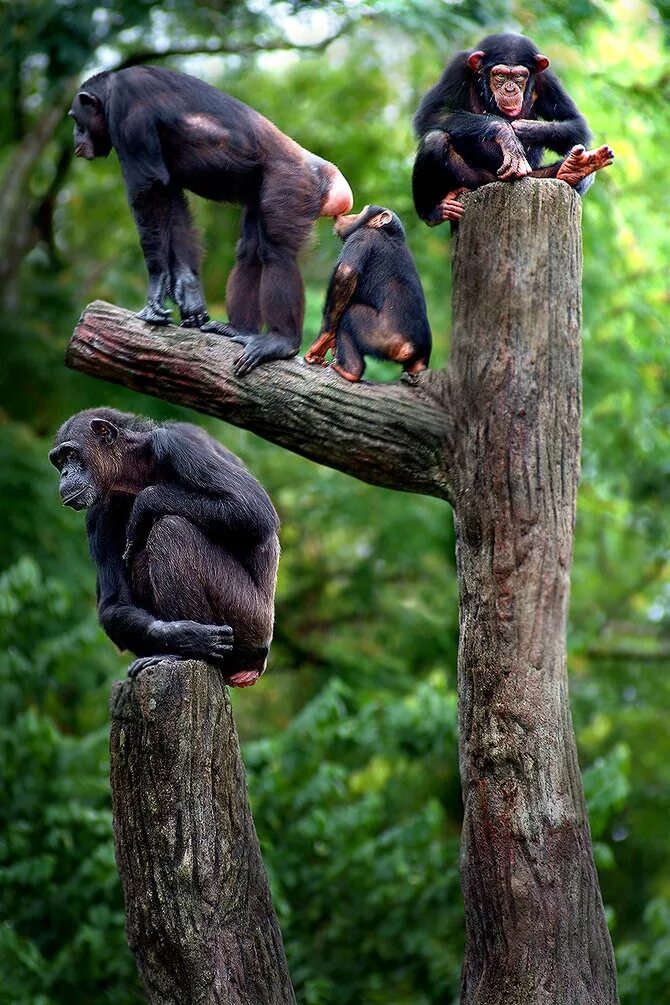 Шимпанзе. Макаки на дереве. Обезьяны в природе. Мартышка на дереве. Обезьяны дикая жизнь