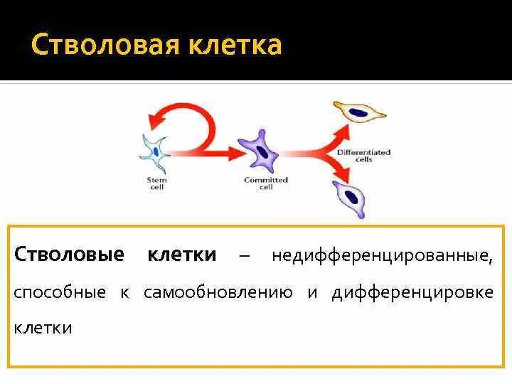Клетка современное представление. Понятие о стволовых клетках. современные представления о стволовых клетках. самообновление стволовых клеток. стволовая клетка понятие.