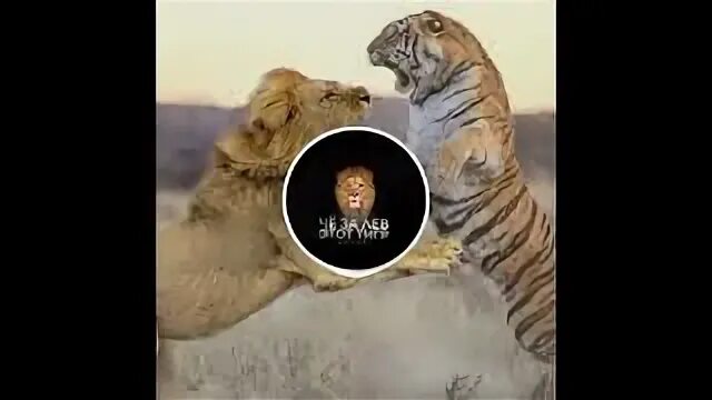 Что за лев этот тигр слушать