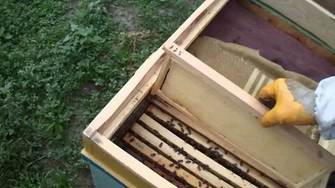 Отверстие в улье для влета и вылета