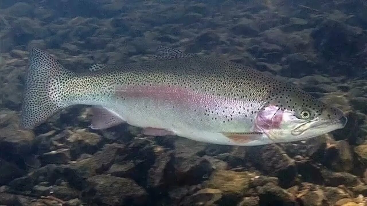 Озерная форель (радужная, кумжа). Пресноводная лососевая рыба. Морская форель кумжа. Форель микижа. Тундровая форель.