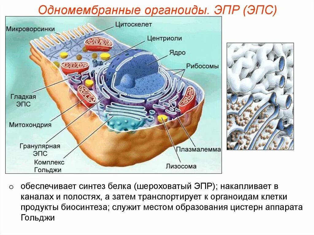 Эпс участвует в синтезе белка. Одномембранные органоиды клетки аппарат Гольджи. Одномембранные органоиды клетки. Одномембранная органелла клетки. Одномембранные органоиды клетки строение.