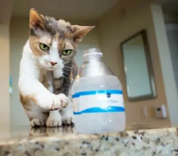 Why cat