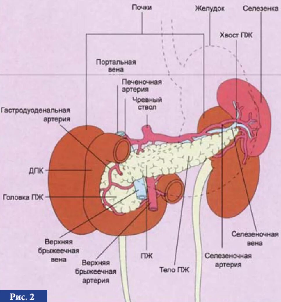 Железы печени и почек. Внутренние органы человека поджелудочная железа схема расположения. Анатомия поджелудочной железы и почек. Желудок поджелудочная схема. Почки печень поджелудочная железа.