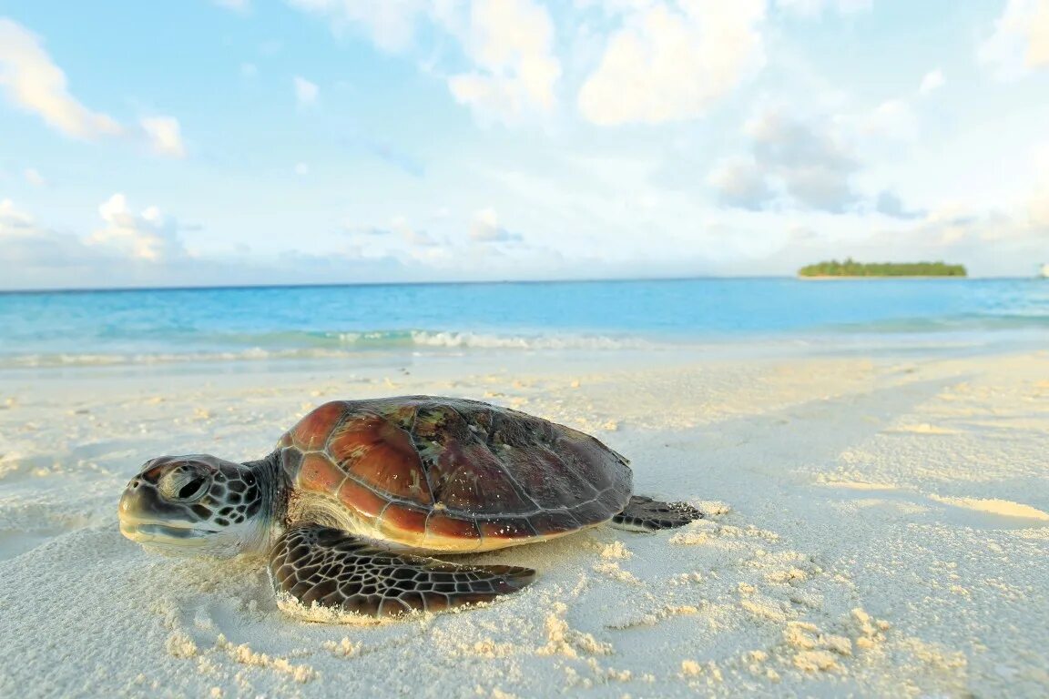 Остров тартл (Черепаший остров). Черепаший остров Мальдивы. Черепаший пляж Шри Ланка. Черепаха Мальдивы Мале.
