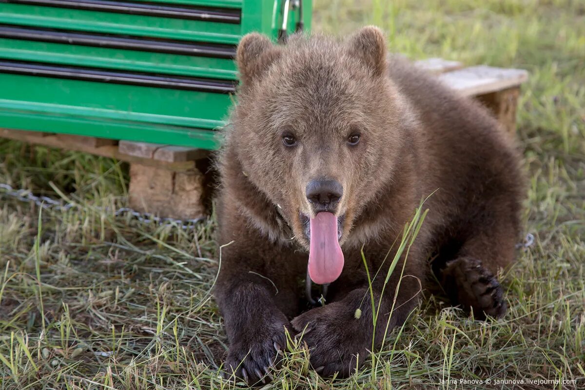 Я медведь настоящий медвежонок или нет. Голубой медведь настоящий. Baloo медведь. Балу (медведь) фото.