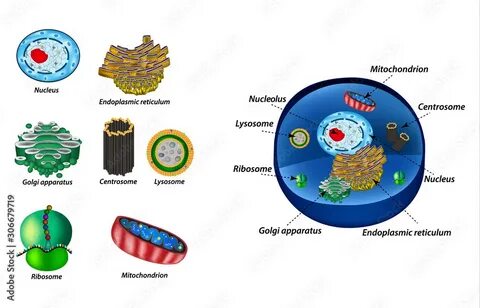 Set cell